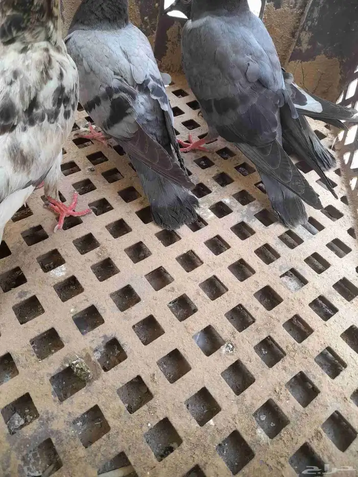 حمام 0