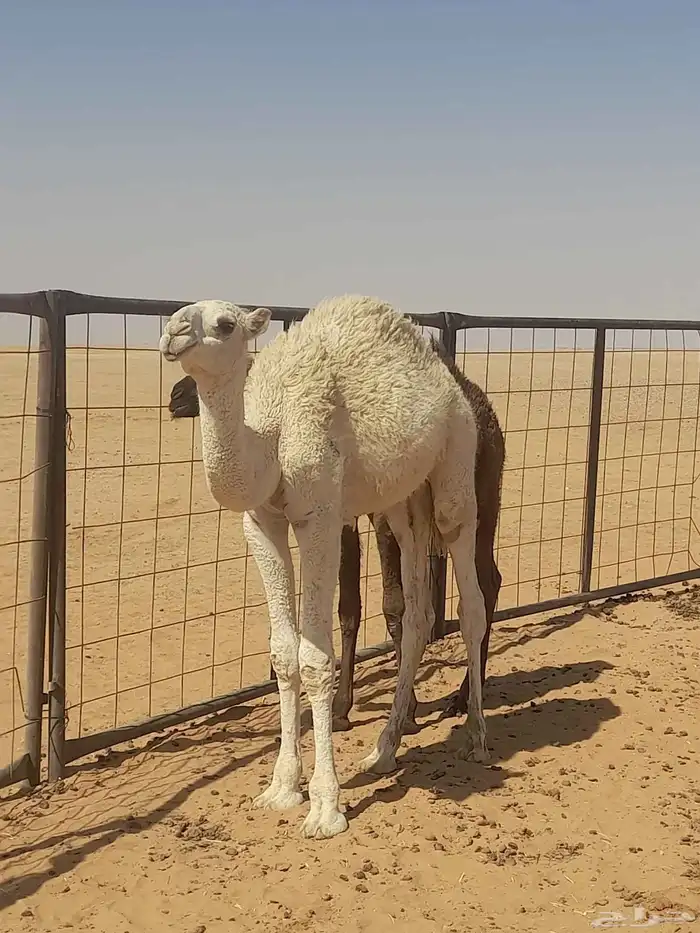 حوار لباني عمر 6شهور 2