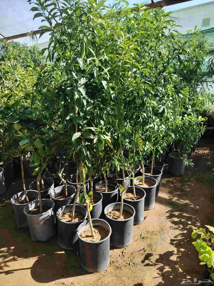 نخل عربي وزيتون مثمر 9