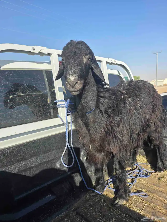 خروف للبيع ابوه نجدي وامه حريه 1