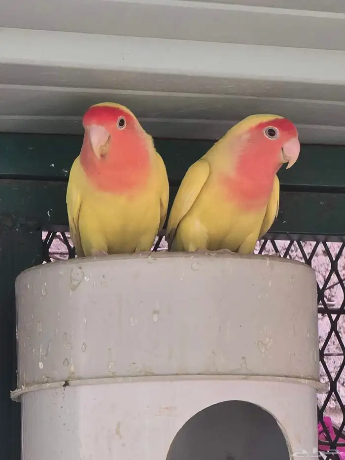 فرخ روز لاتينو ريد فيس للبيع(تم البيع) 3