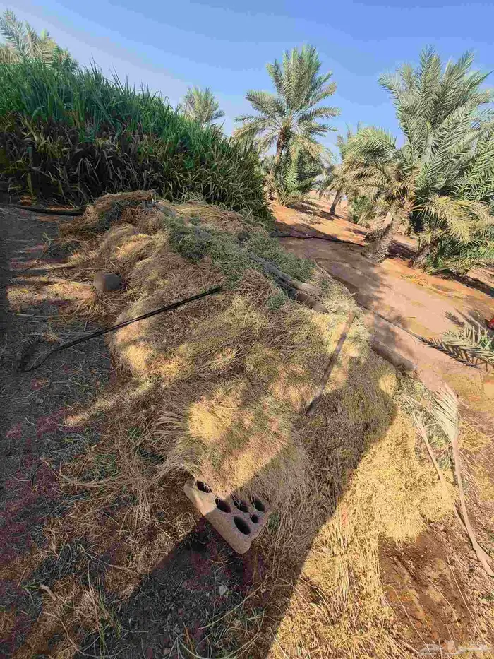 للبيع تمر علف أكثر من 20 كيس وبرسيم غير ملبن وحشايش 0