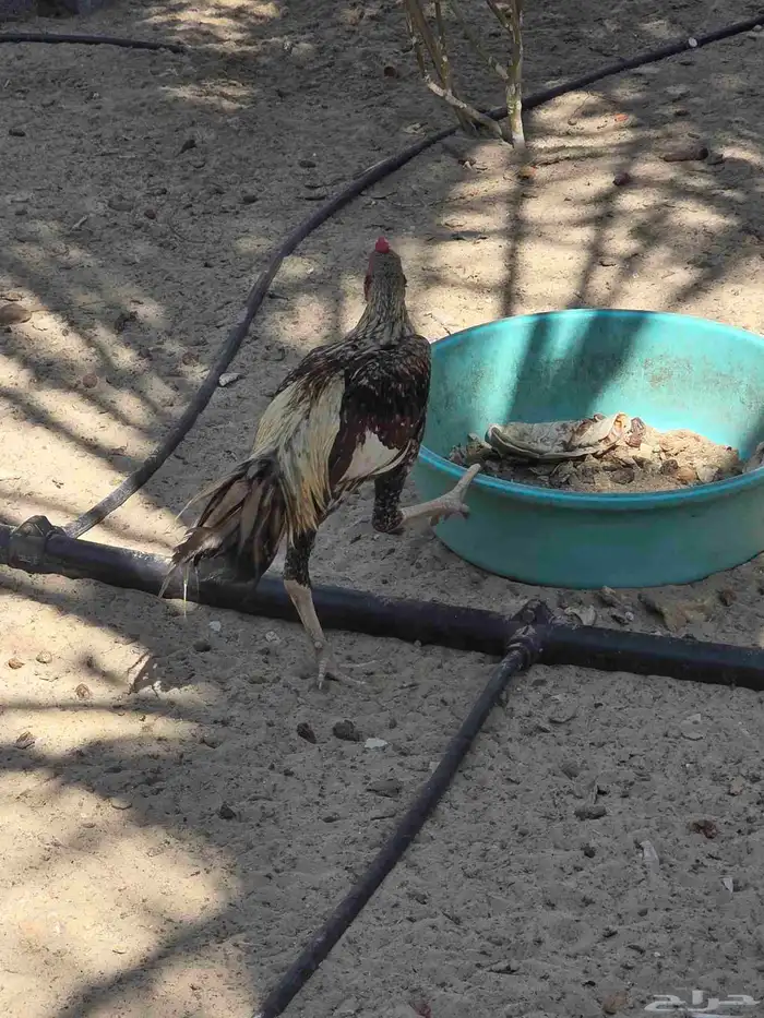 دجاج هندي 1