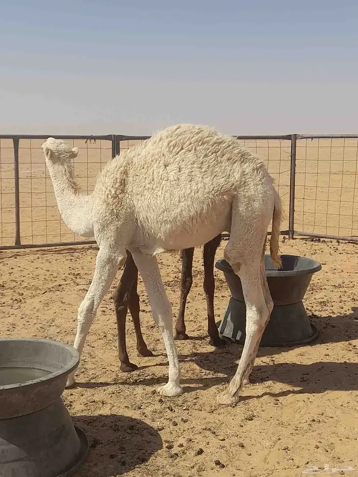 حوار لباني عمر 6شهور 9