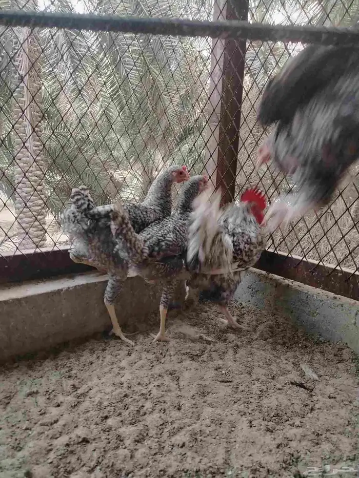 للبيع دجاج فيومي تركي 3