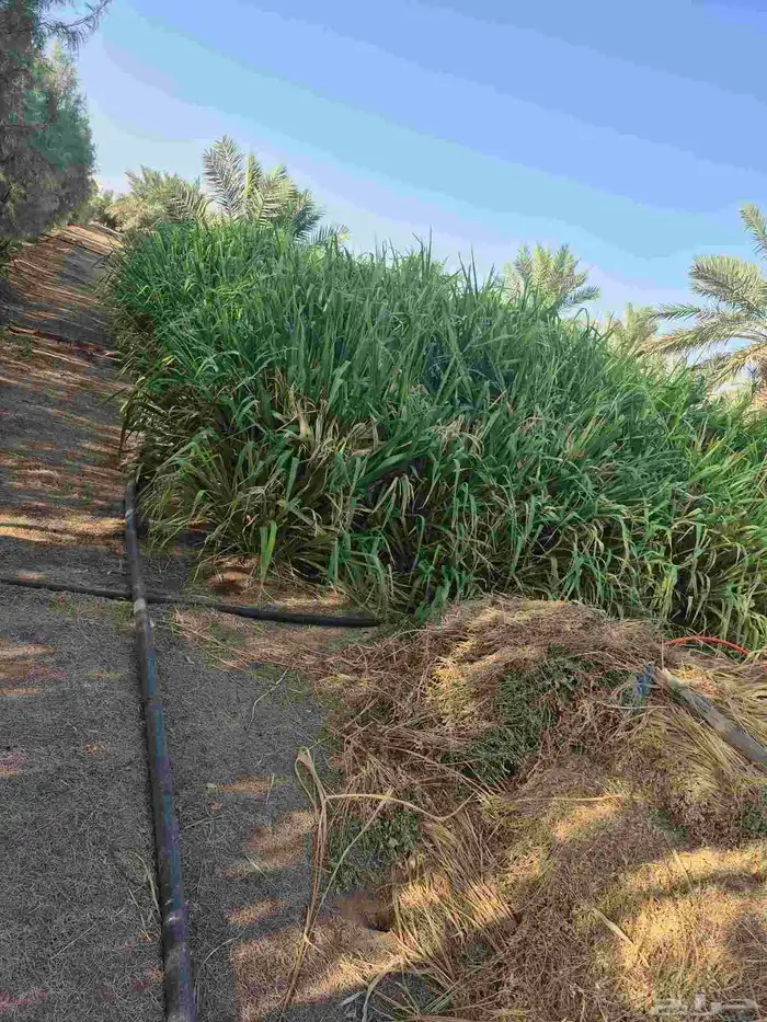 للبيع تمر علف أكثر من 20 كيس وبرسيم غير ملبن وحشايش 1