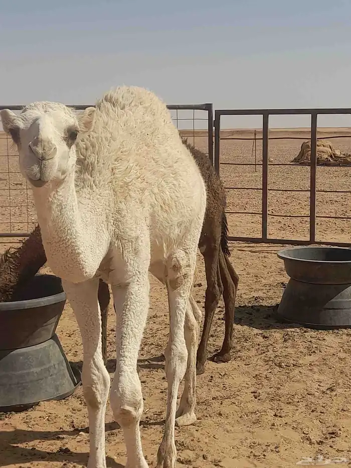 حوار لباني عمر 6شهور 5
