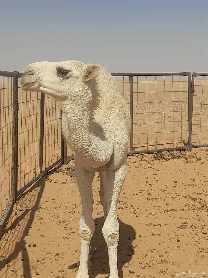 حوار لباني عمر 6شهور 3