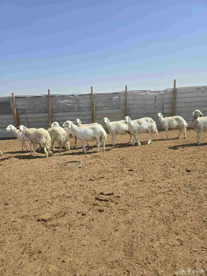 غنم حرش كفو 86دفيع ولد 1