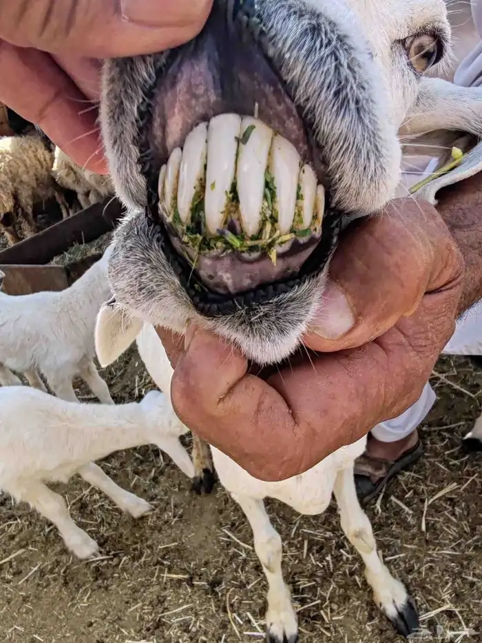 نعجه حريه معاها خروفين روم وديد سليم 0