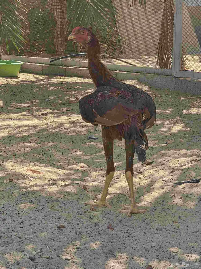دجاج هندي 7