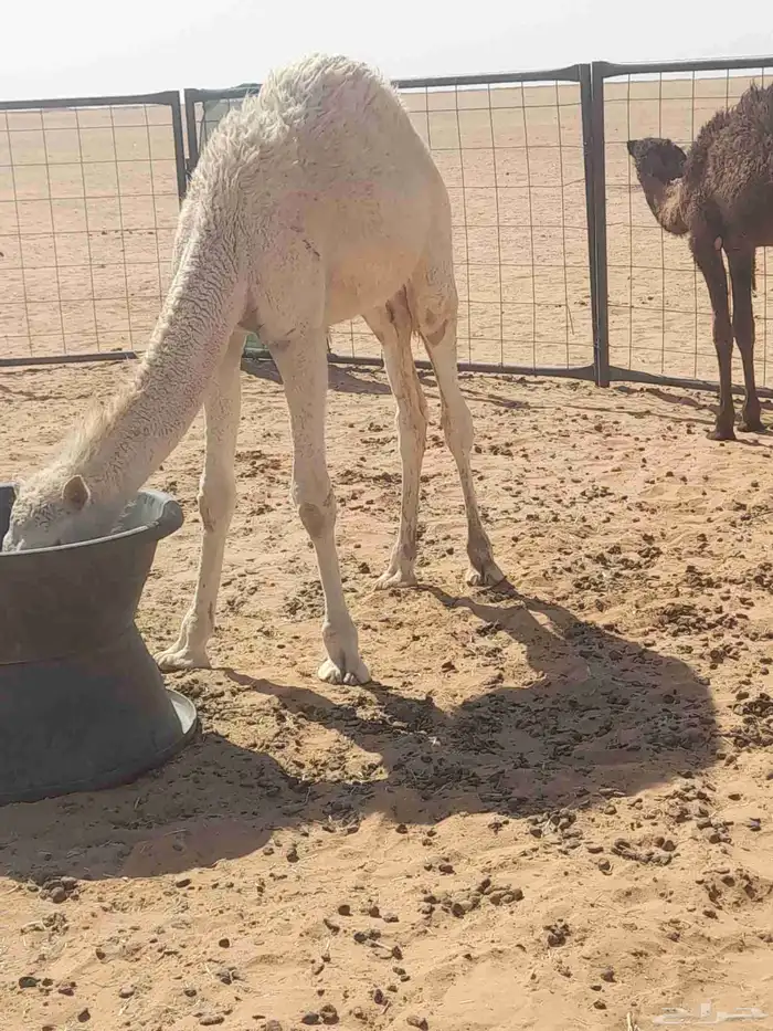 حوار لباني عمر 6شهور 0