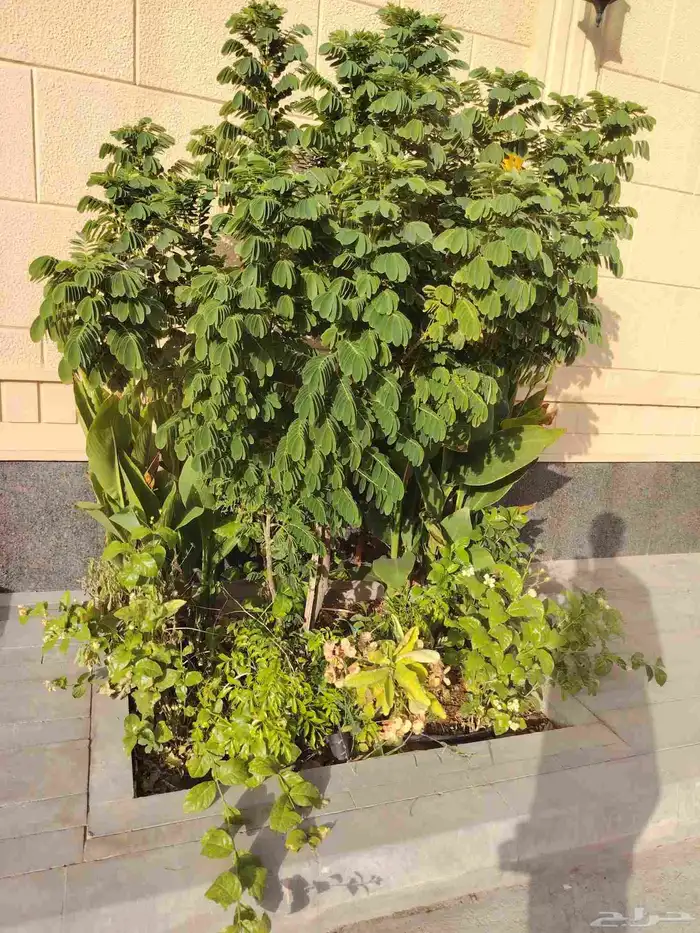 تنسيق حدائق توريد وتركيب الثيل الطبيعي وشبكه الرأي الحديث عا 9