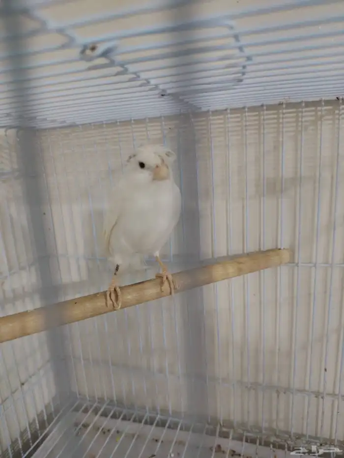 كناري سوري ابيض 1