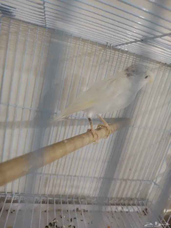 كناري سوري ابيض 2