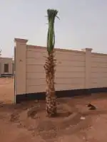 الحفر البطان 19