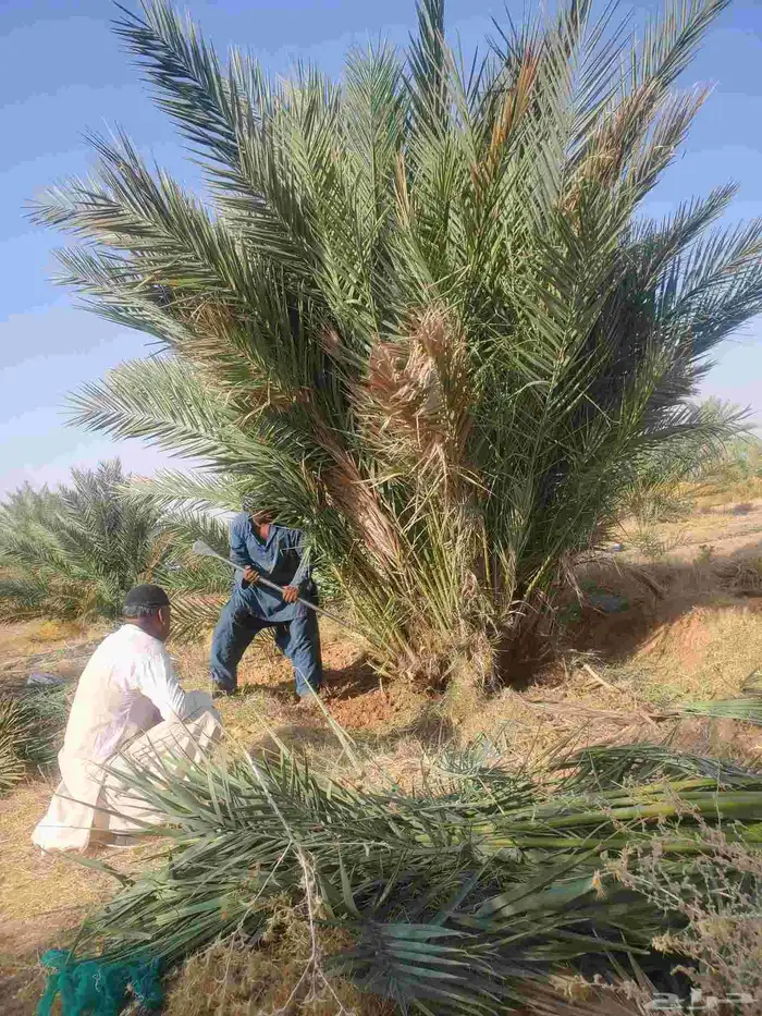 نخيل البيع 0