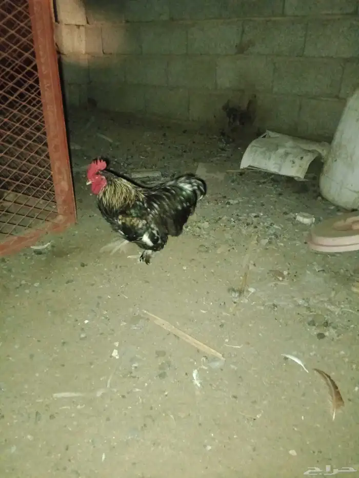 ديوك كوشن 1