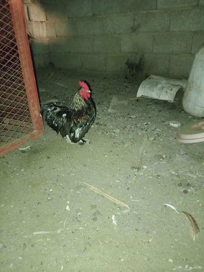 ديوك كوشن 0