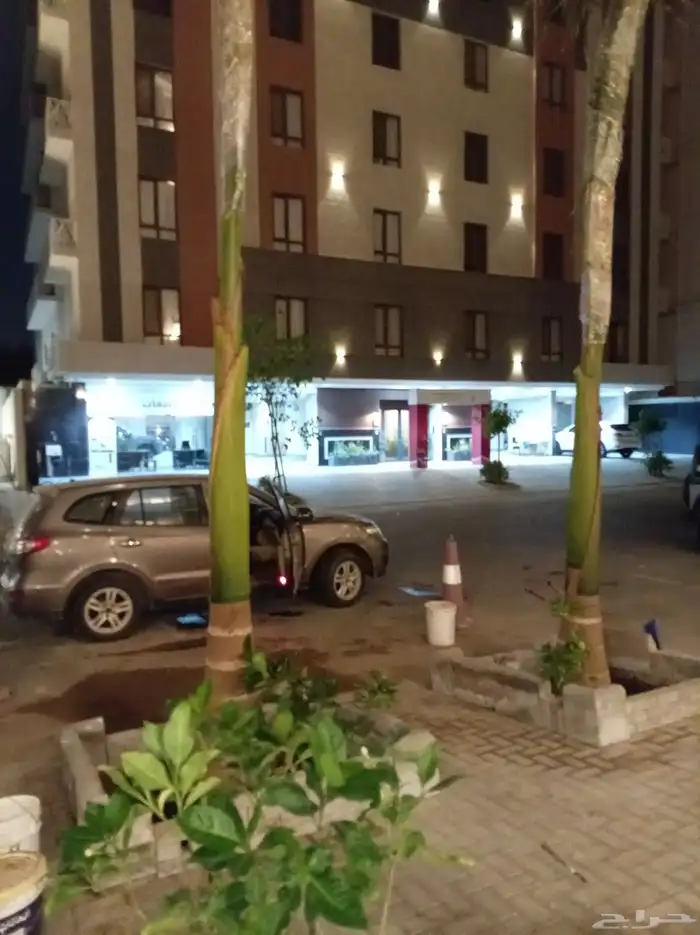 يوجدلدينا جميع انواع أنخيل للبيع 12