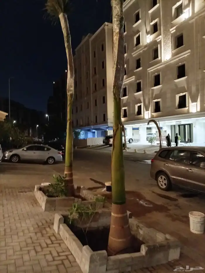 يوجدلدينا جميع انواع أنخيل للبيع 13