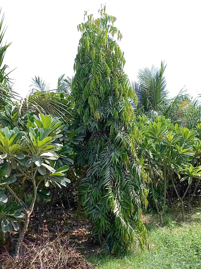 يوجدلدينا جميع انواع أنخيل للبيع 4