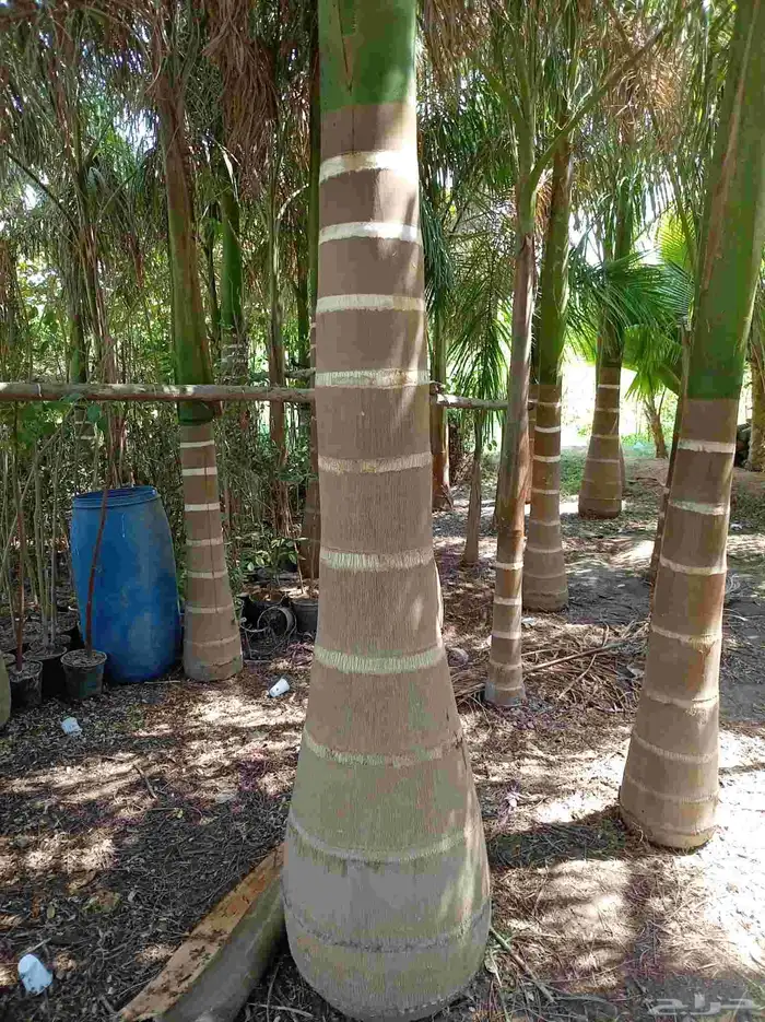 يوجدلدينا جميع انواع أنخيل للبيع 6