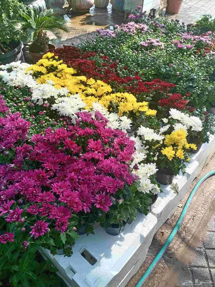 تنسيق الحدائق الزراعية وتعديل النخيل والأشجار 0