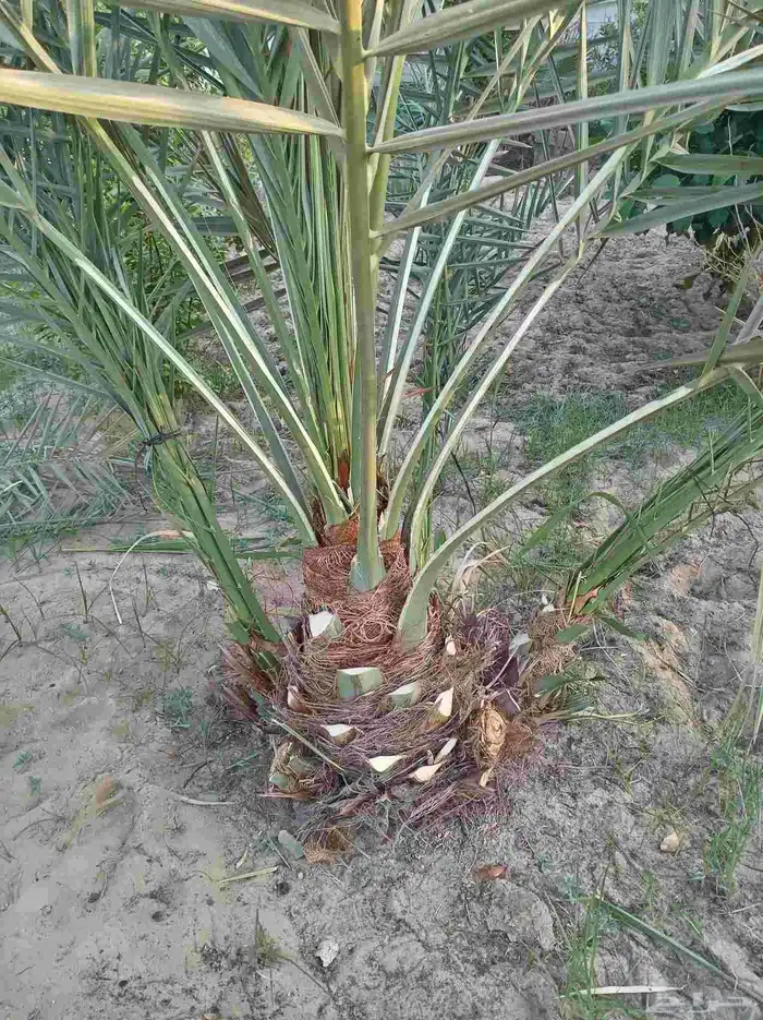 تنسيق الحدائق الزراعية وتعديل النخيل والأشجار 6