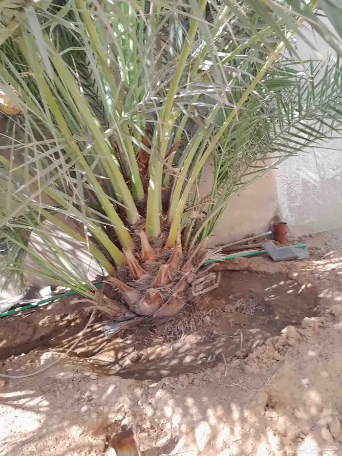 الرياض حي الشفاء والمزرعة محافظة الزلفي 9