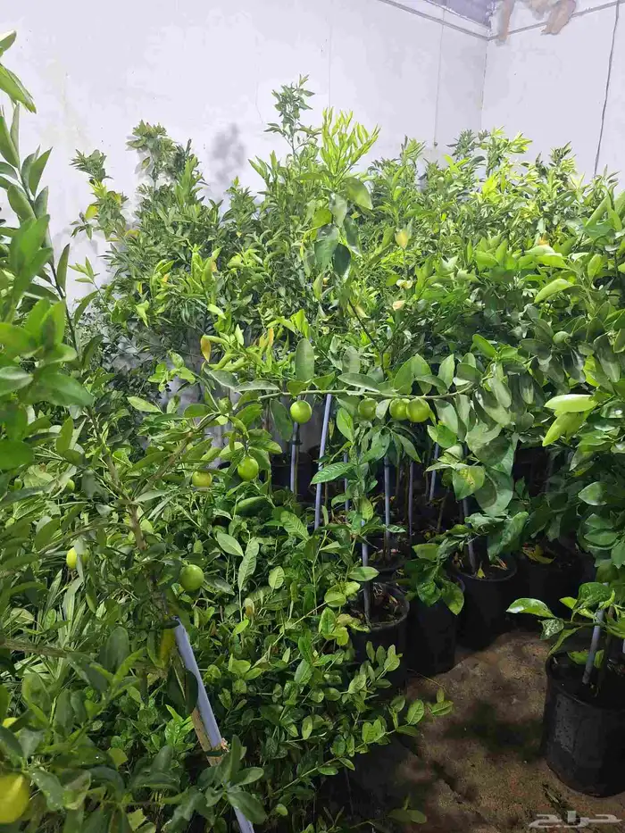 جميع انواع الشتلات 13