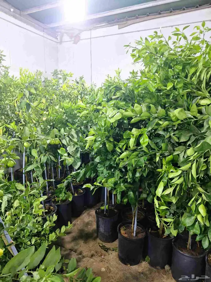 جميع انواع الشتلات 16