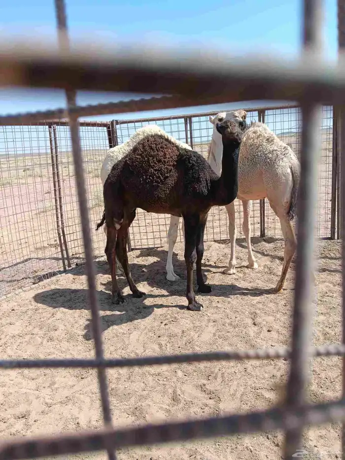 حشو للبيع عددها ثنين الي يبي يسوم هذا رقم جوالي الم 2