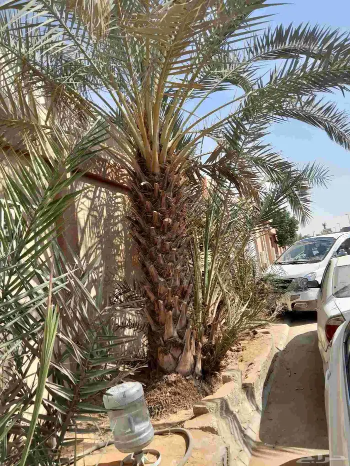 النخل .نخل يثمر 3 برحي. 1. نخلة سلطانة 1