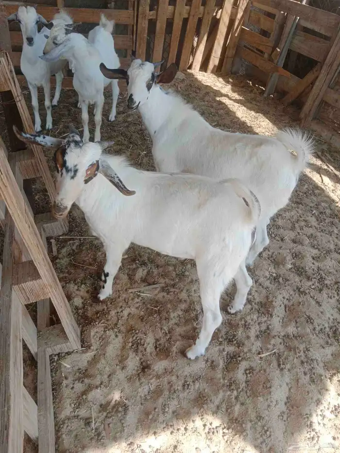 ما شاء الله تيوس بلدي طيبه للبيع 1