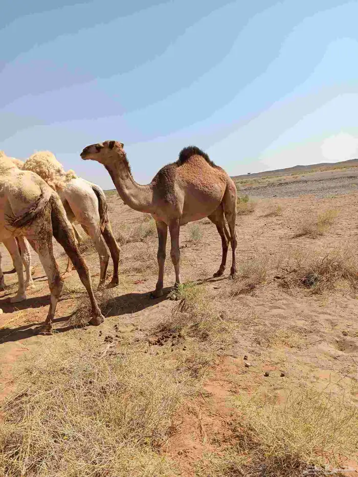حشو للبيع عددها ثنين الي يبي يسوم هذا رقم جوالي الم 0