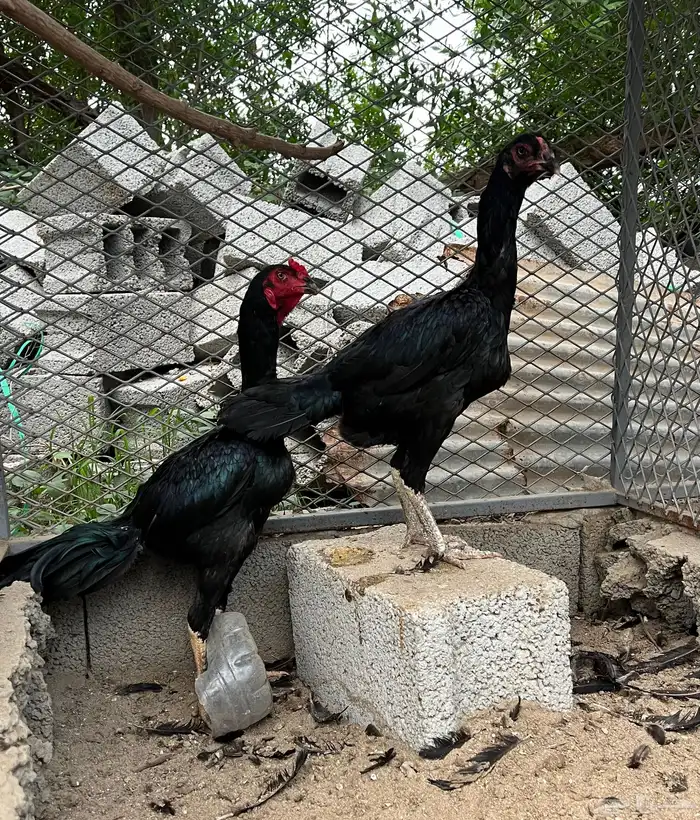 دجاج شامو 1