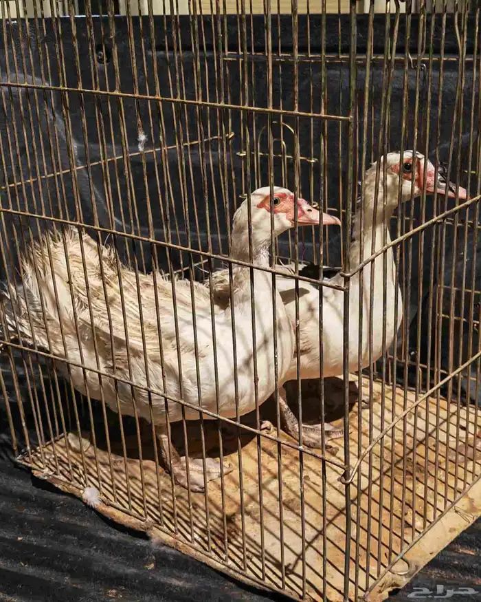 بط سوداني 2