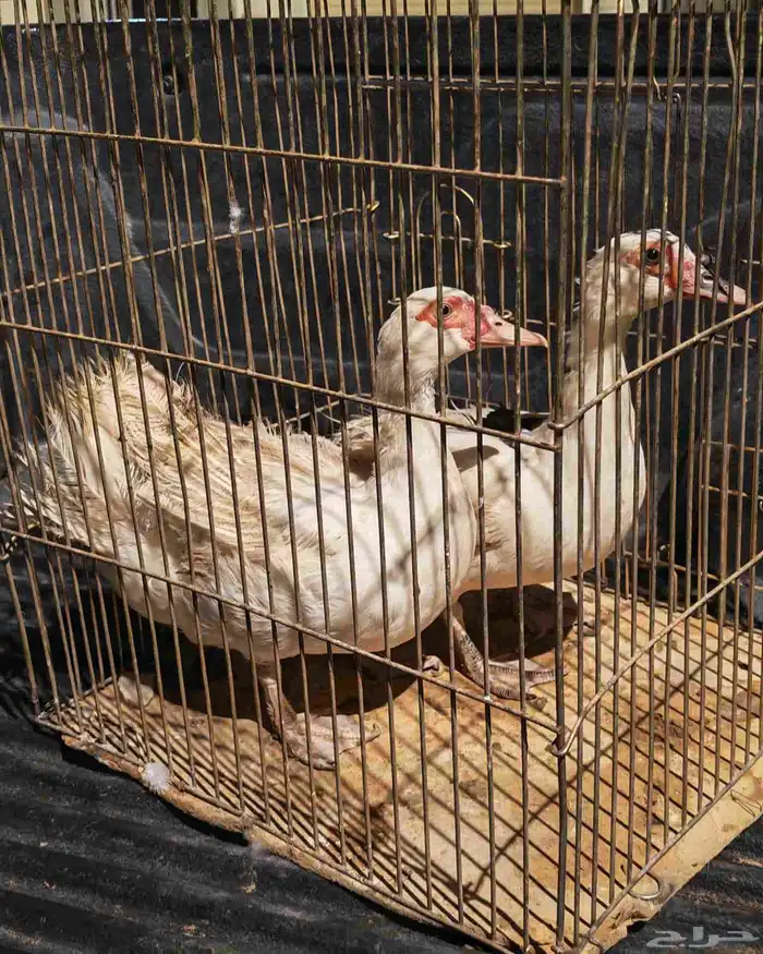 بط سوداني 1