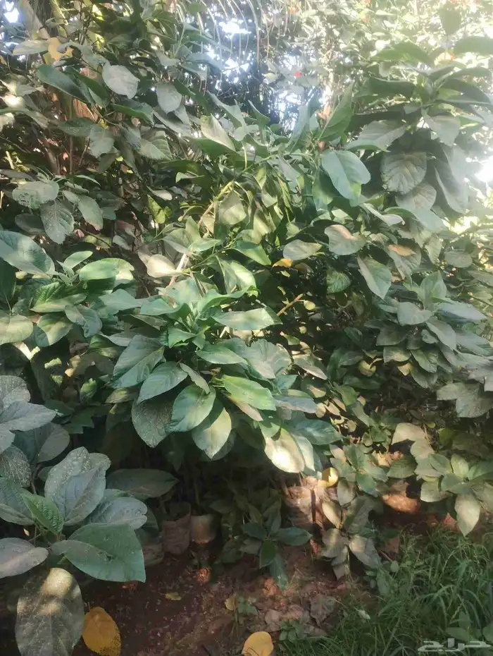 بيع شجرة كورديا رخيص فقط عشرة   جمله 5