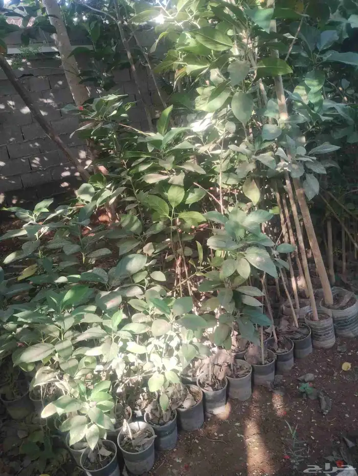 بيع شجرة كورديا رخيص فقط عشرة   جمله 3