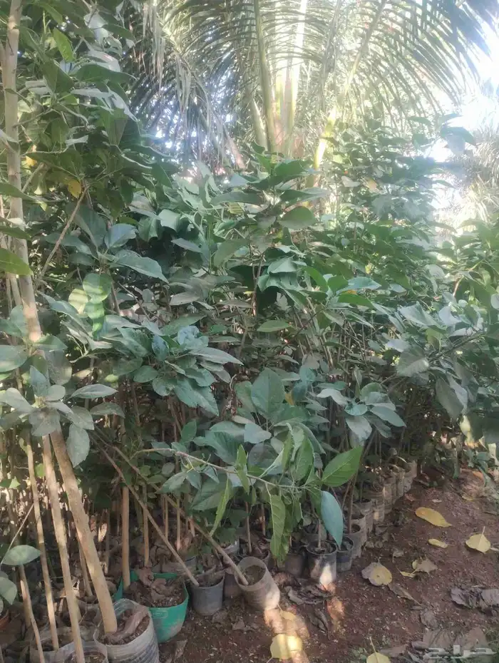 بيع شجرة كورديا رخيص فقط عشرة   جمله 4