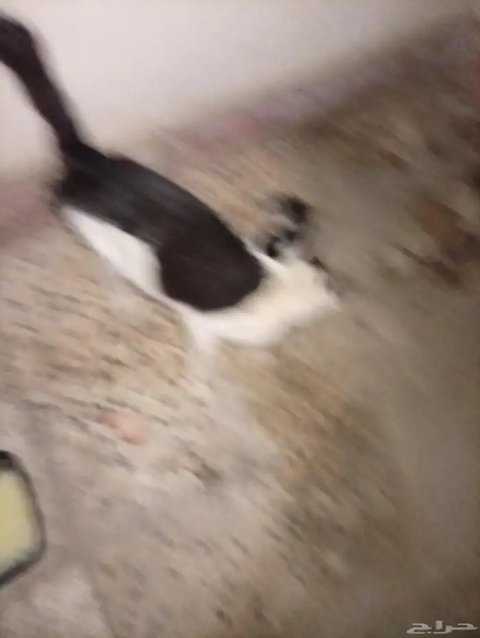 قطة ام مع اربع صغار 2