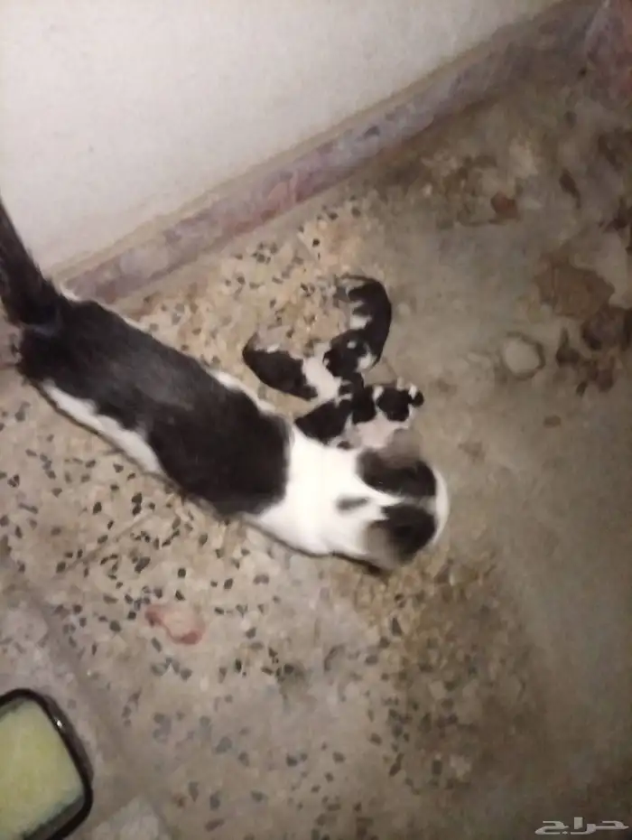 قطة ام مع اربع صغار 0