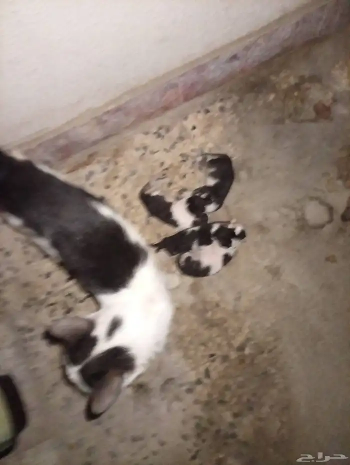 قطة ام مع اربع صغار 1