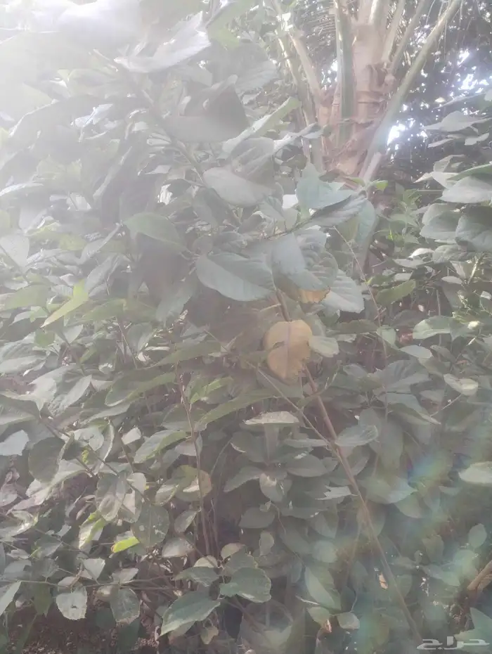 بيع شجرة كورديا رخيص فقط عشرة   جمله 0