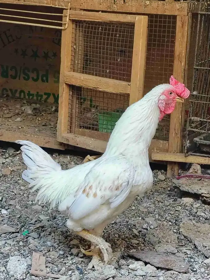 للبيع دجاجه وديك والدجاجه بياض 8