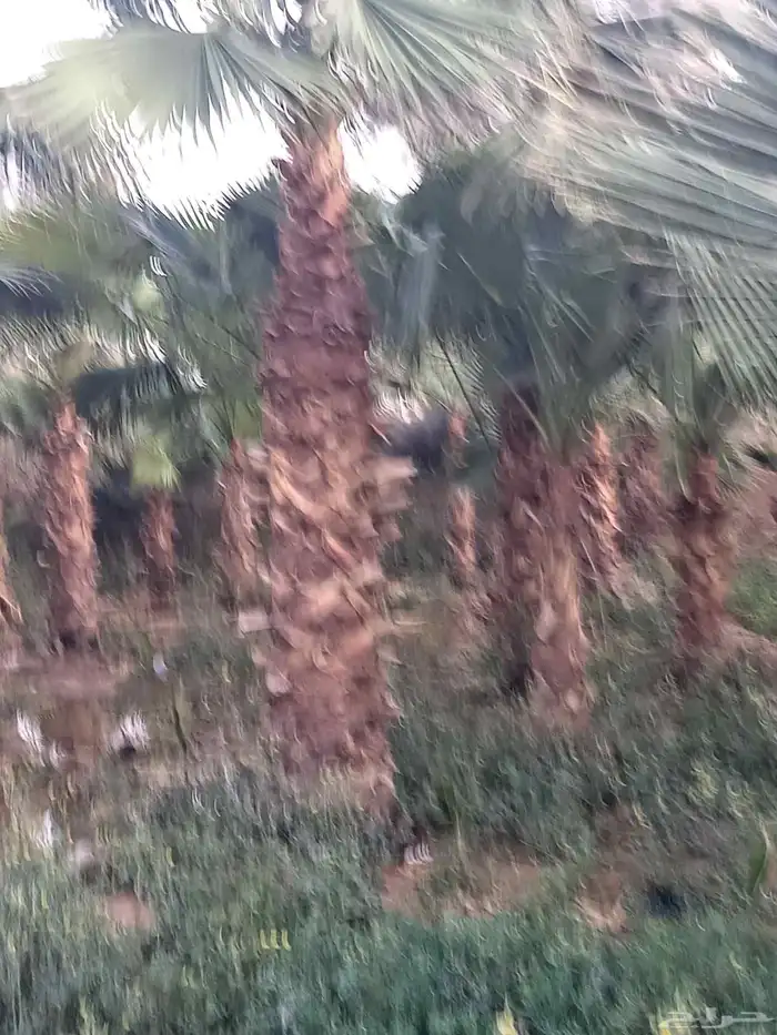 نخيل واشنطني زينه 6