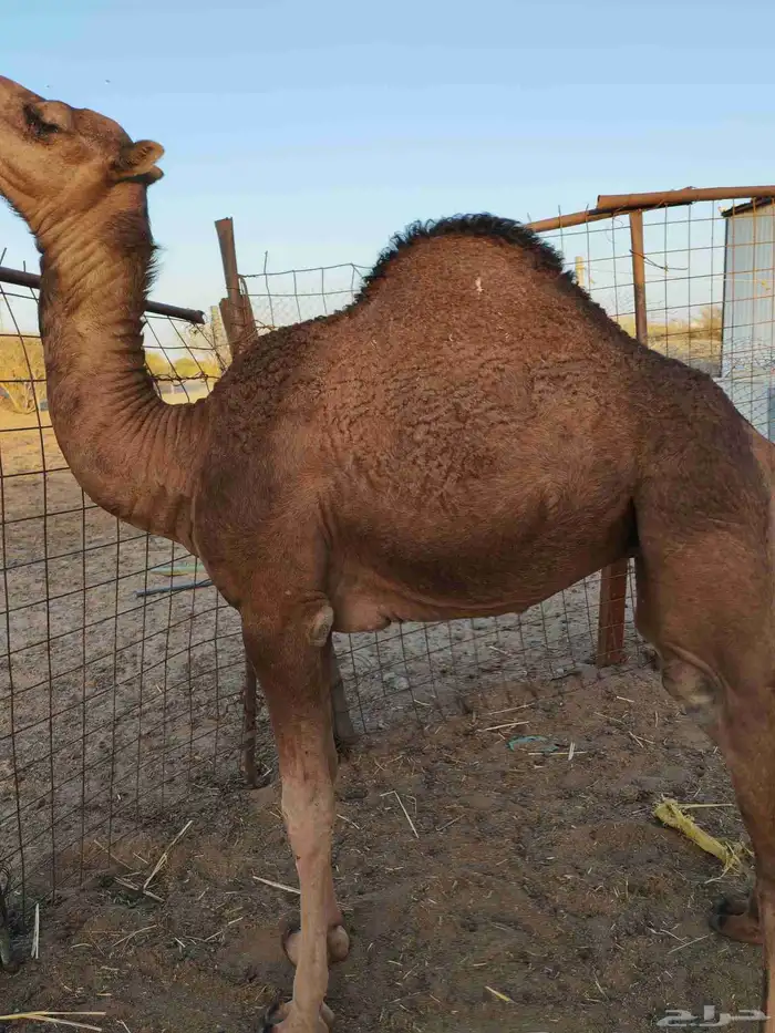 بكره على الحليب عشره شهور 2