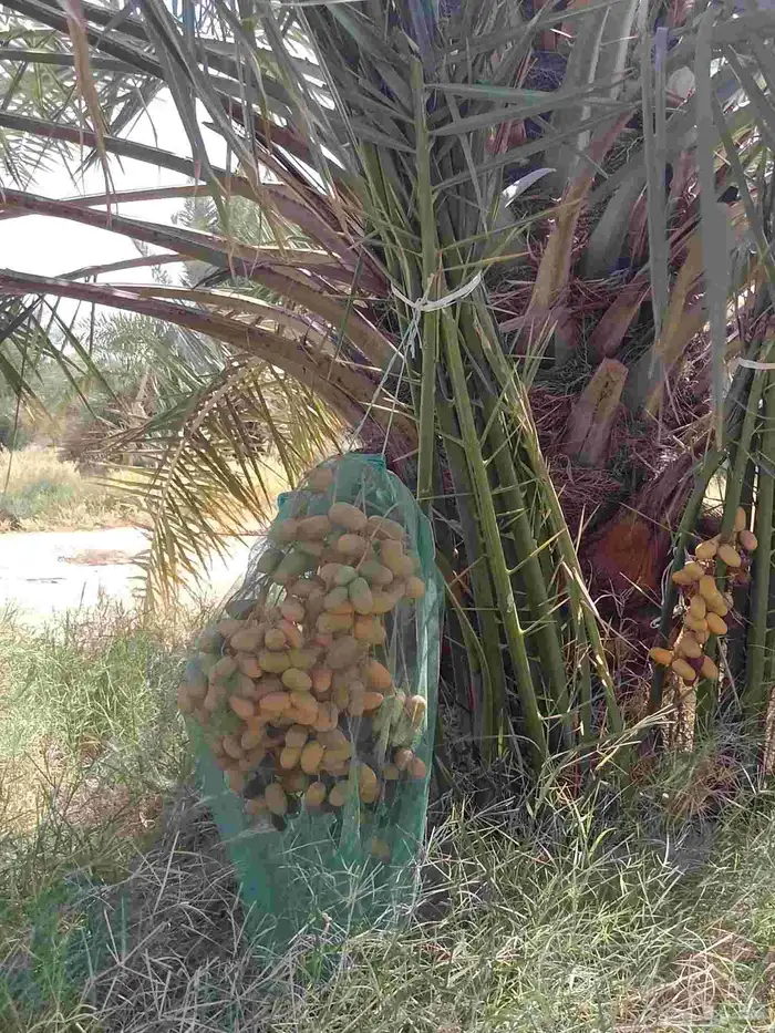 توريد وزراعة النخيل وتوريد وتركيب اسياج الشبوك 1
